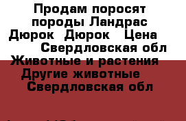 Продам поросят породы Ландрас-Дюрок, Дюрок › Цена ­ 5 000 - Свердловская обл. Животные и растения » Другие животные   . Свердловская обл.